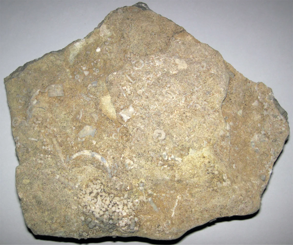 Image of an soft limestone rock